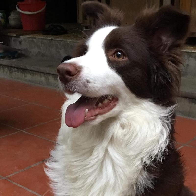 Tuấn Anh Border Collie