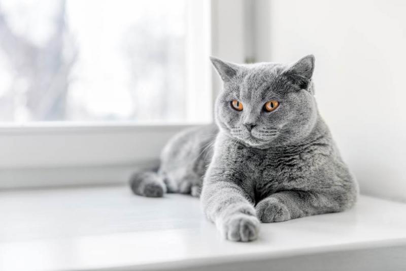 Vận động thể chất cho mèo Anh lông ngắn