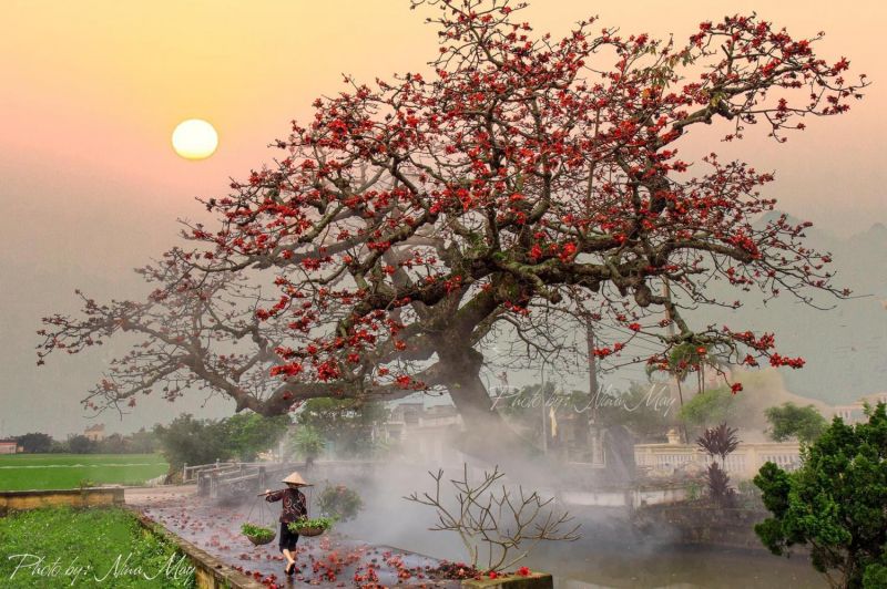 Cây Gạo bên hồ