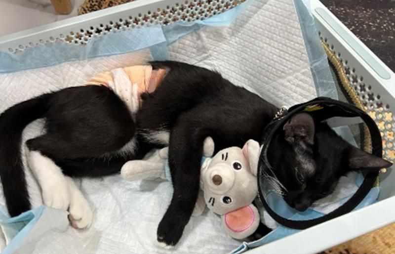 VSA Pet Clinic - Phòng khám thú y