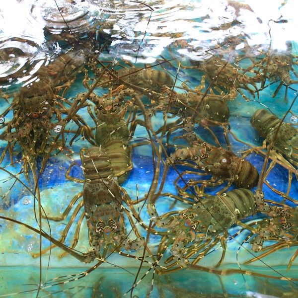 Vựa Hải Sản Xanh