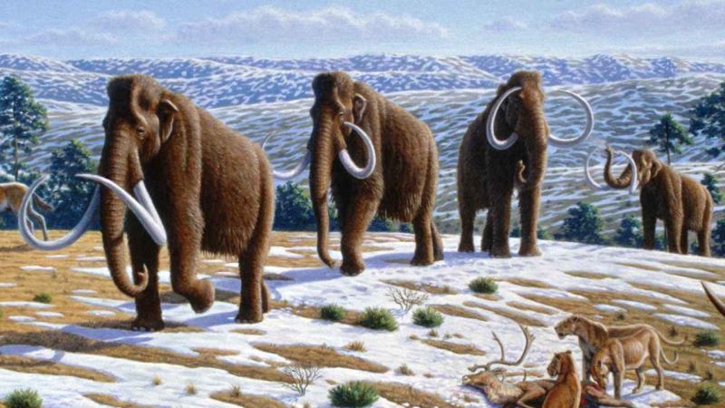 Woolly Mammoth