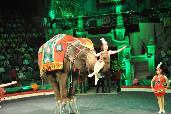 Xiếc voi mang lại giây phút thư giãn tuyệt vời cho bé yêu của bạn