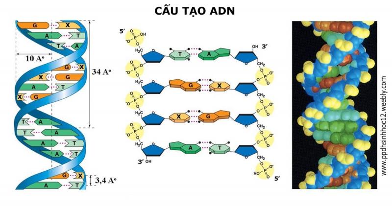 Hình ảnh đột biến nhiễm sắc thể gây hen suyễn