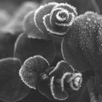 Oriana Phedra