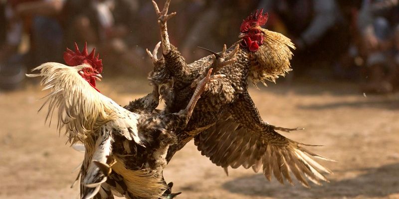 Tổng quan về phiên bản đá gà trực tiếp